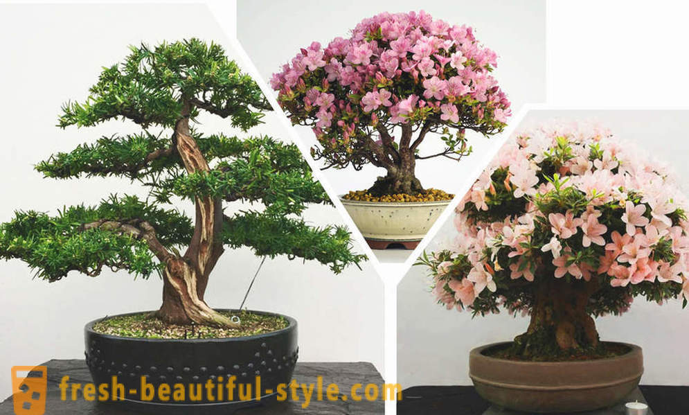 Simplificar, he aquí, bonsai: las reglas del estilo oriental en el interior