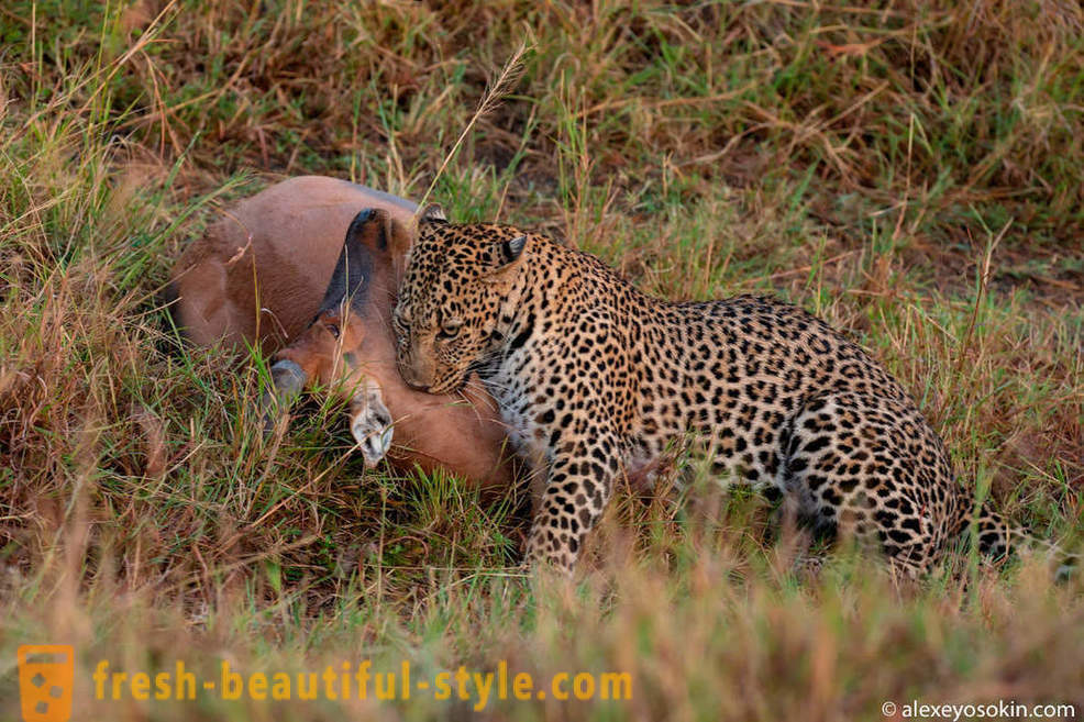 La caza de leopardo