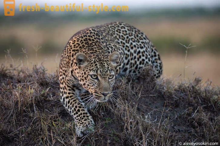 La caza de leopardo