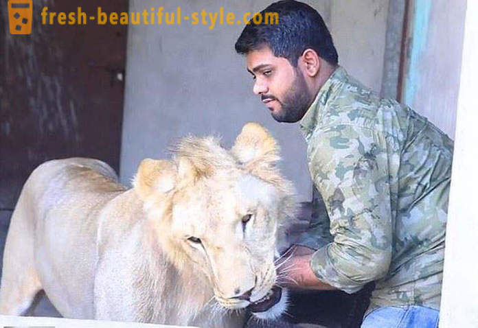 Dos hermanos de Pakistán trajeron un león llamado Simba