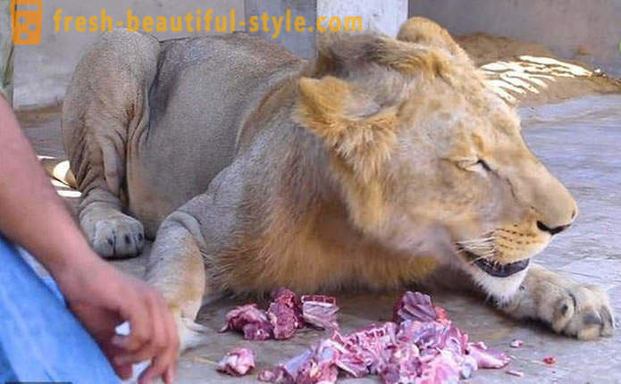 Dos hermanos de Pakistán trajeron un león llamado Simba