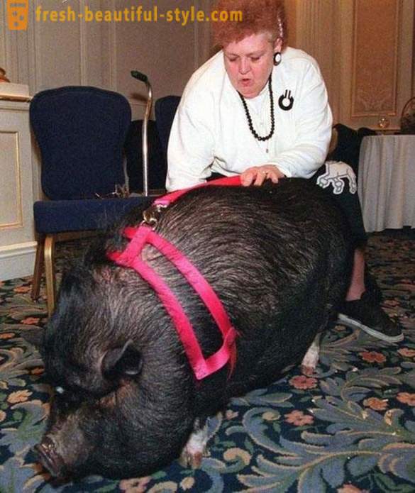 El más famoso planeta cerdo