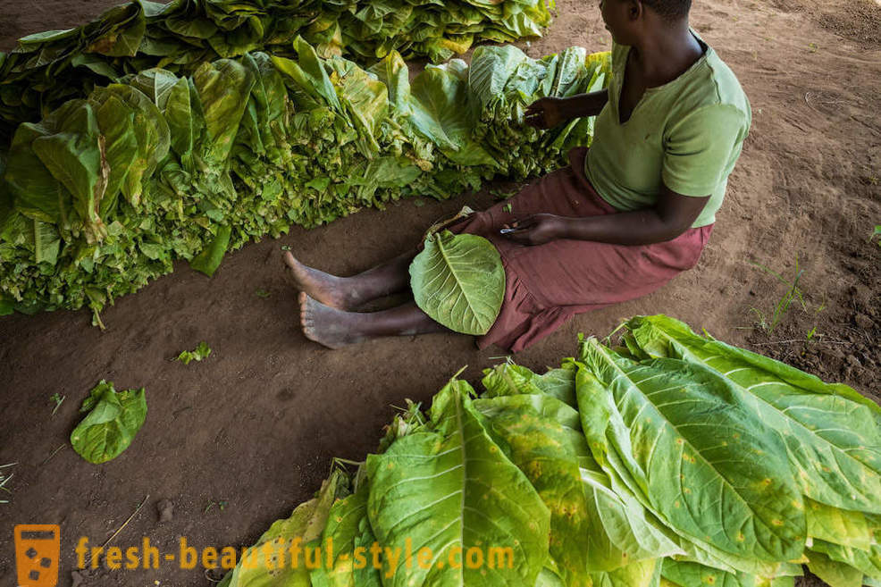 Plantación de tabaco de Malawi