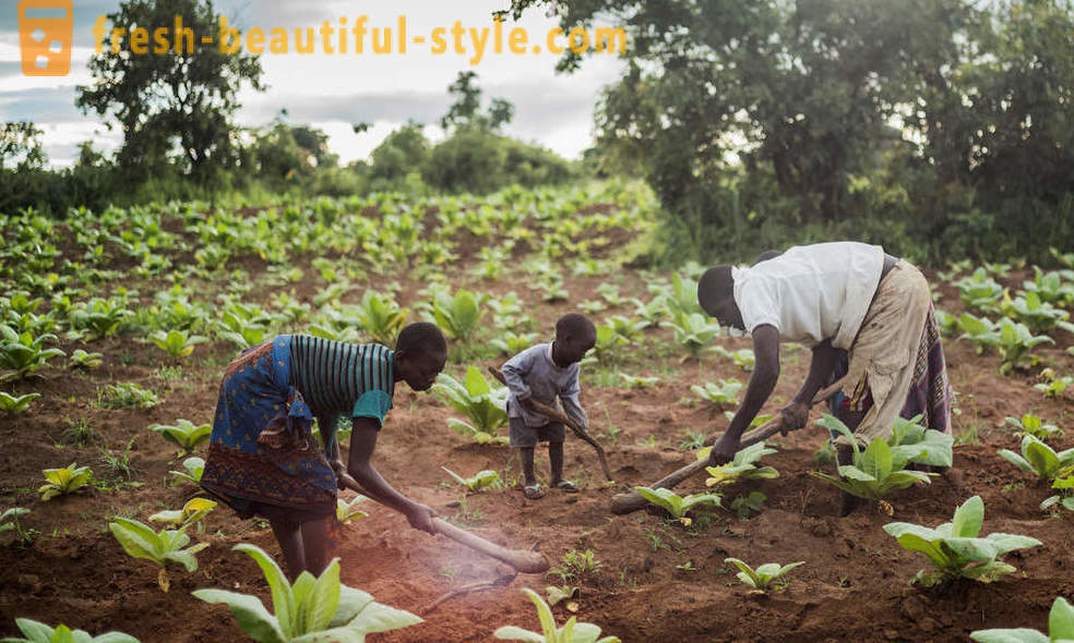 Plantación de tabaco de Malawi