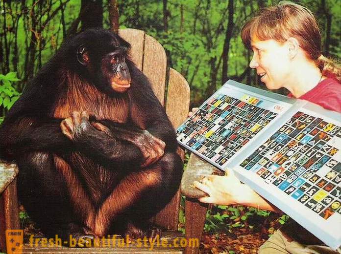 Monos, que las personas se les enseña a hablar