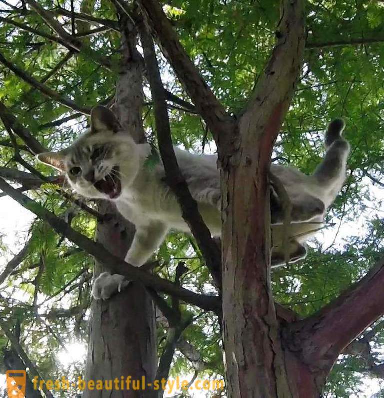 Jubilados estadounidenses, trepar a los árboles, rescata gatos