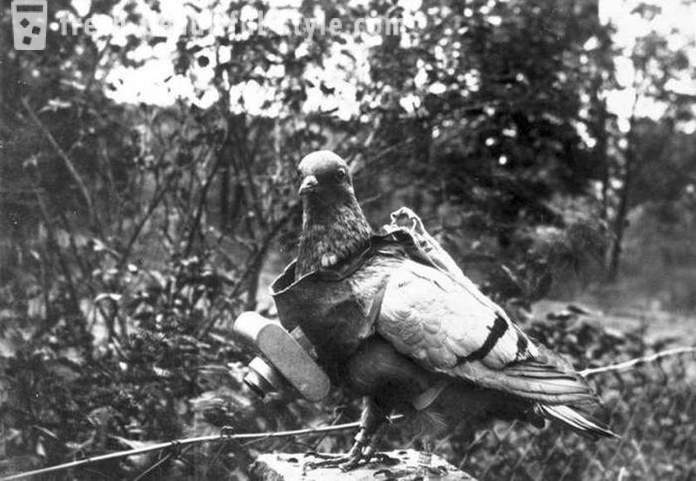 Hechos interesantes de la historia de la paloma