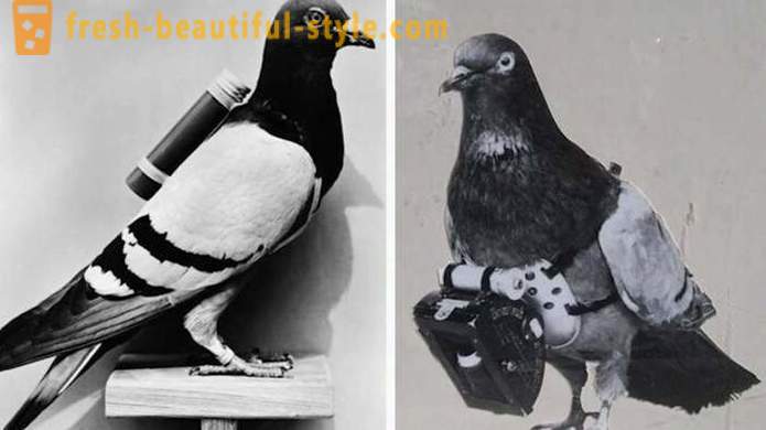 Hechos interesantes de la historia de la paloma