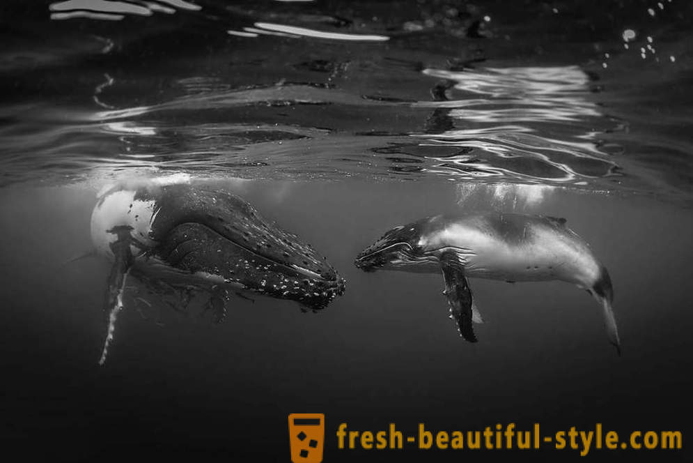 Increíble metraje de la fotografía bajo el agua ganadores del concurso