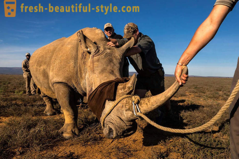 Fotorassledovanie: La búsqueda de cuerno de rinoceronte