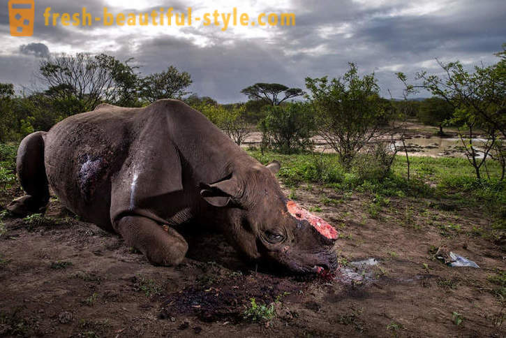 Fotorassledovanie: La búsqueda de cuerno de rinoceronte