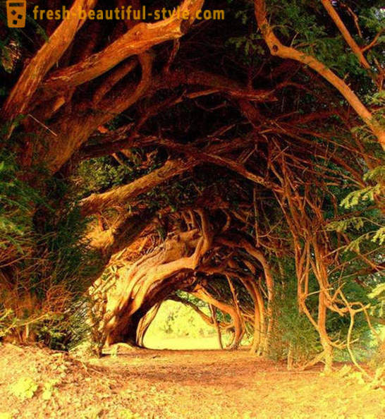 La mayoría de los túneles interesantes de árboles