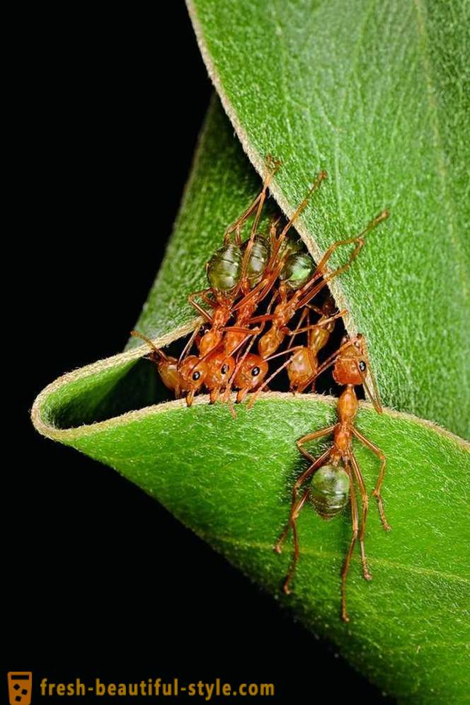 La vivienda insectos y animales más inusual