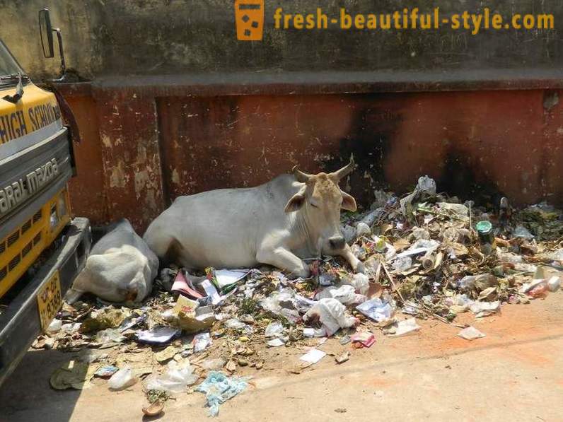 Vacas callejeros - uno de los problemas de la India
