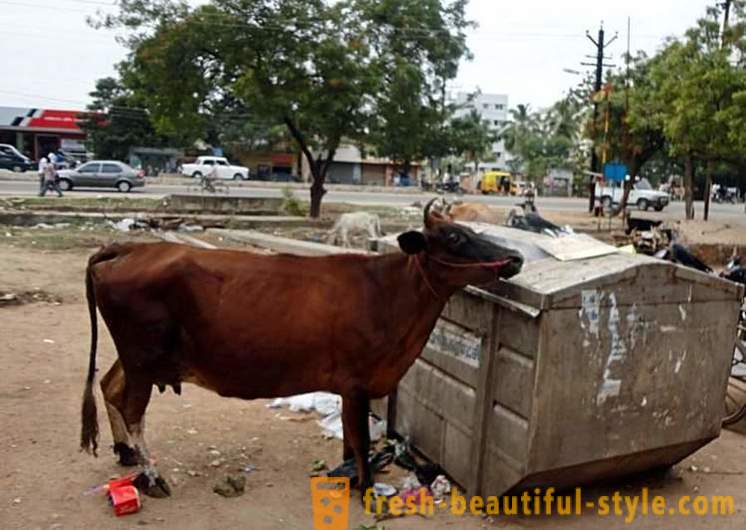Vacas callejeros - uno de los problemas de la India