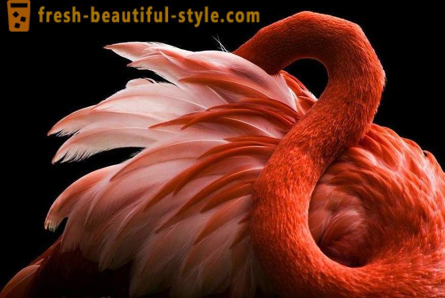 Flamenco - algunas de las especies de aves más antiguas
