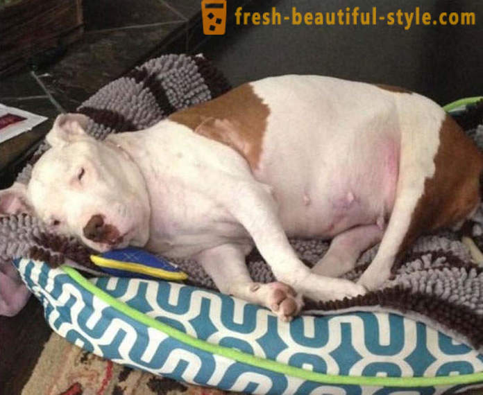 Muriendo pit bull: una historia triste con un final feliz