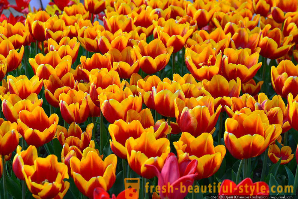 Belleza de Crimea tulipanes en el jardín Nikitsky