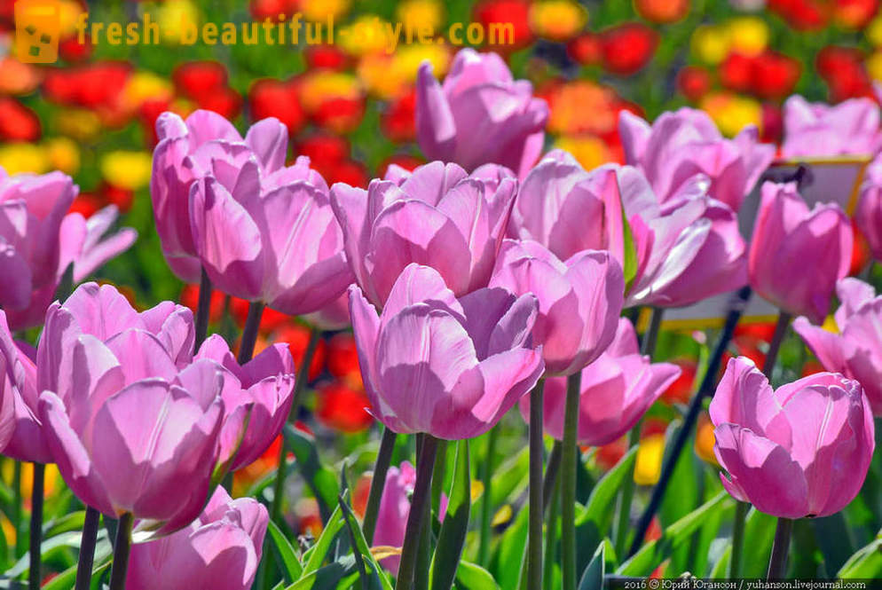 Belleza de Crimea tulipanes en el jardín Nikitsky