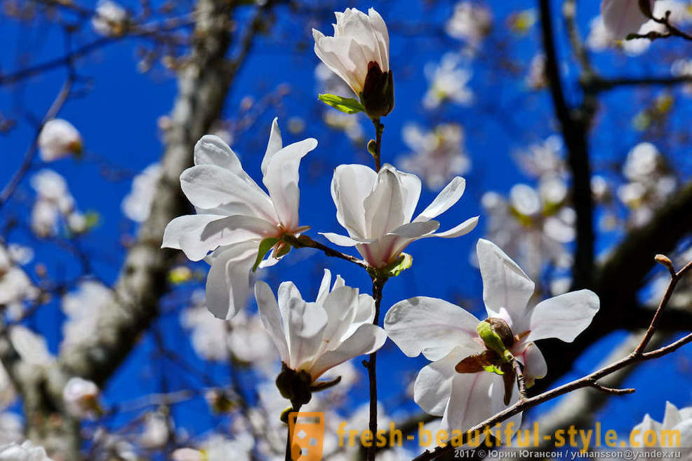 Hermosa flor de magnolia en flor de Crimea