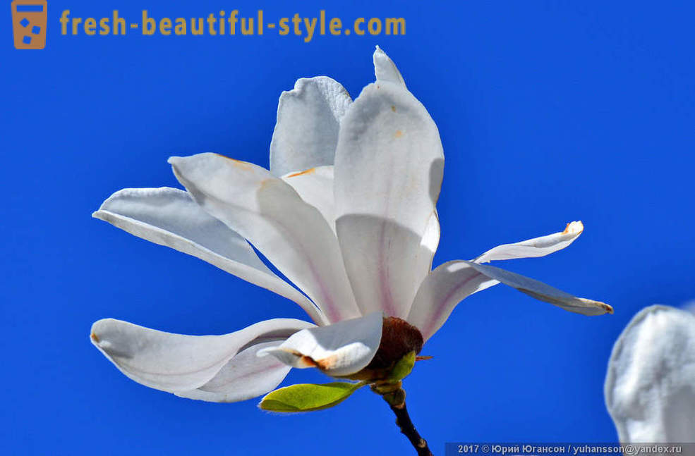 Hermosa flor de magnolia en flor de Crimea