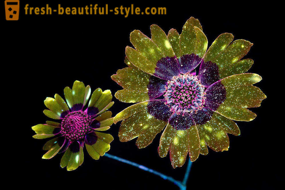 Fotografías deslumbrantes de flores, iluminado con luz ultravioleta
