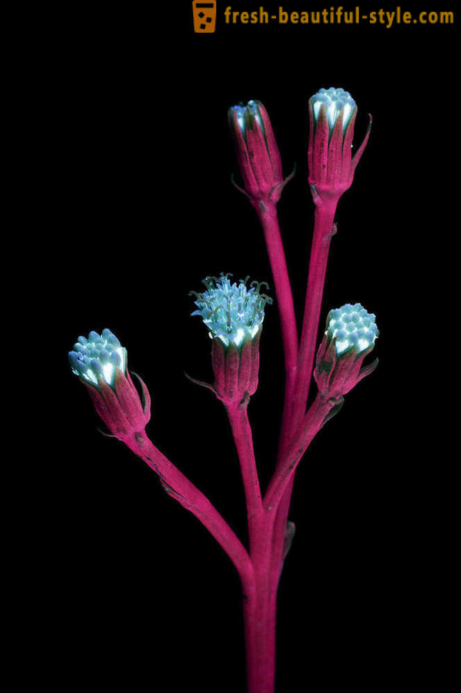 Fotografías deslumbrantes de flores, iluminado con luz ultravioleta