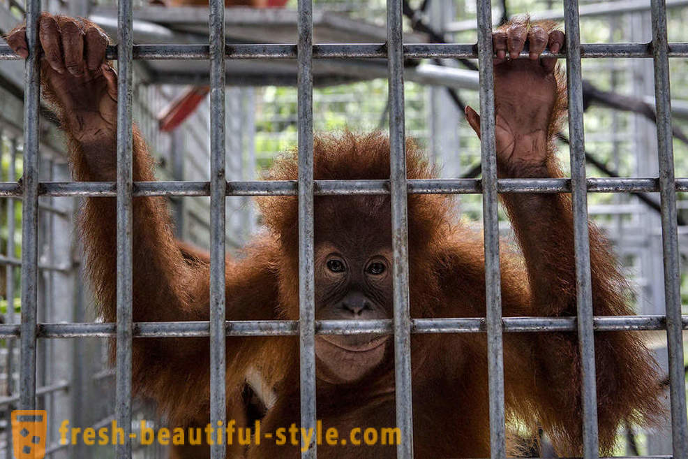 Orangutanes en Indonesia