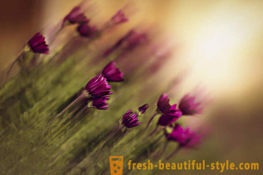 La belleza de las flores en la fotografía macro. Bellas imágenes de flores.