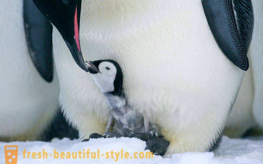 Como masculinos Pingüinos emperador cuidar a sus crías