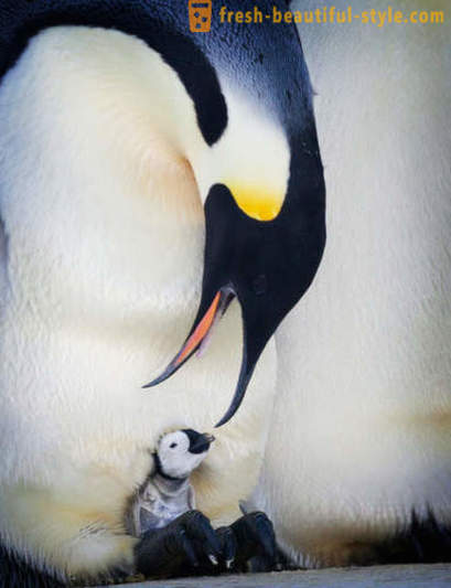 Como masculinos Pingüinos emperador cuidar a sus crías