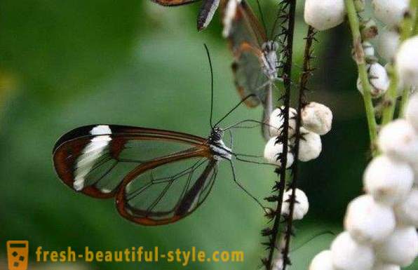 Sesiidae mariposa increíble