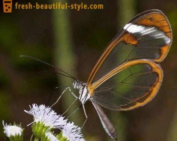 Sesiidae mariposa increíble