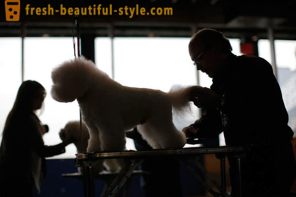 Westminster Dog Show 2016 Kennel Club