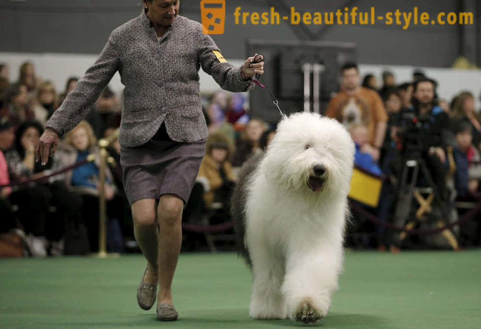Westminster Dog Show 2016 Kennel Club
