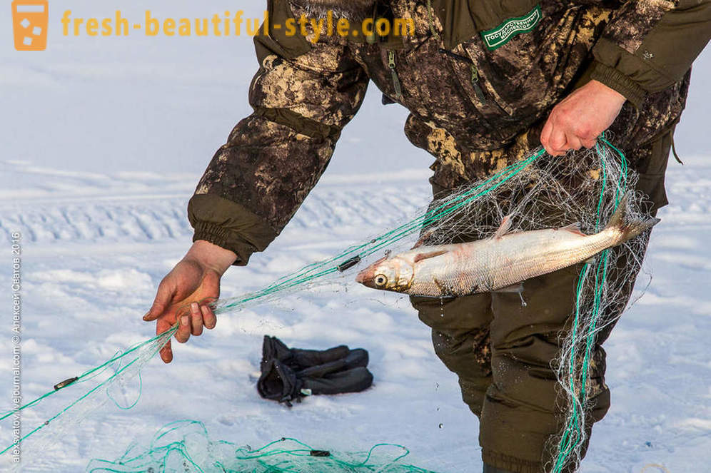¿Cómo rybinspektory en Baikal