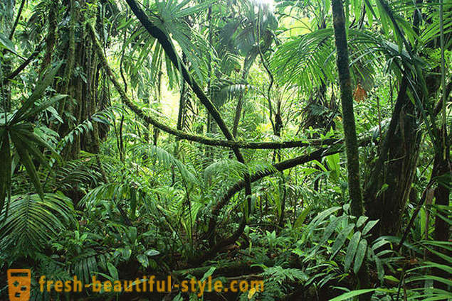 Amazon - maravilla natural del mundo