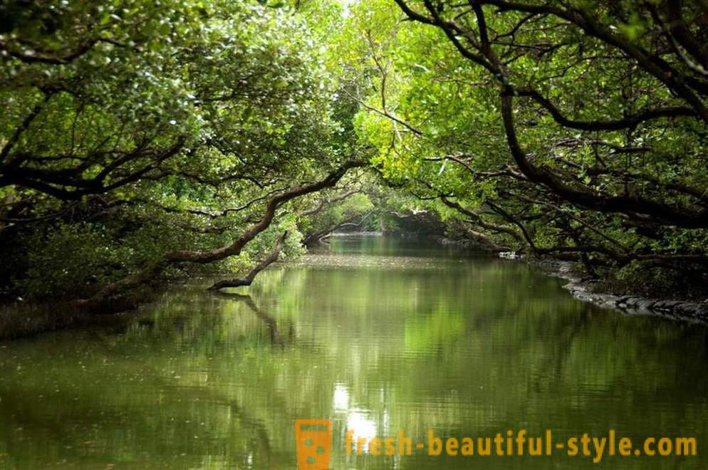 Amazon - maravilla natural del mundo
