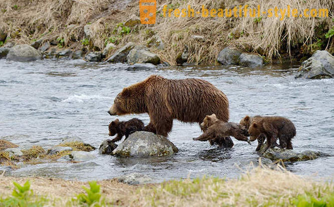 O no puede ser única a la película rusa acerca de la familia de los osos?