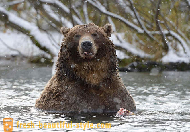 O no puede ser única a la película rusa acerca de la familia de los osos?