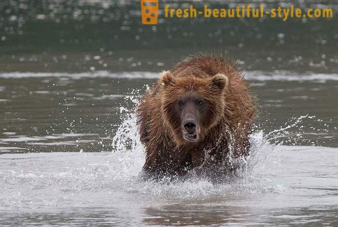 Primordial Kamchatka: osos de tierras