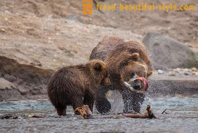 Primordial Kamchatka: osos de tierras