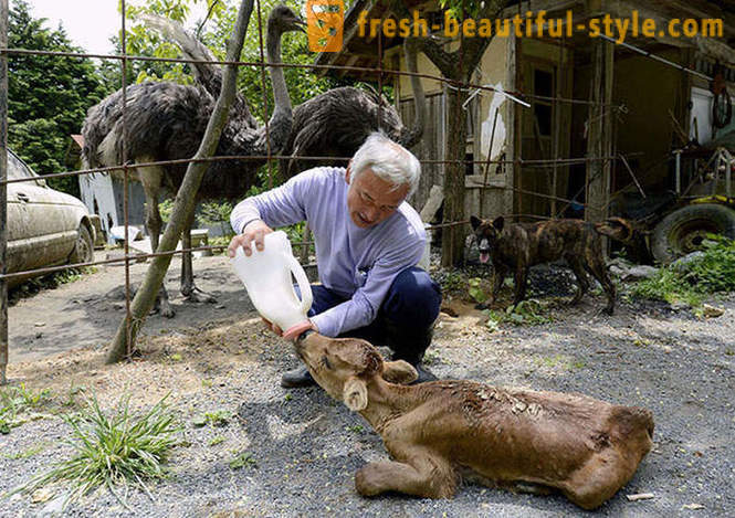 Los japoneses que viven en la zona de exclusión de los animales
