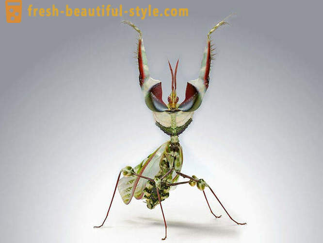 10 de los escarabajos planeta más terribles