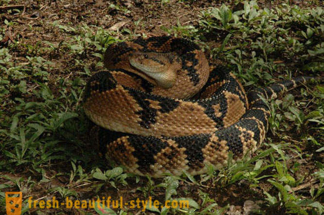 Las serpientes más peligrosas del mundo