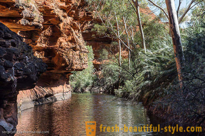 Paseo por el Kings Canyon en Australia