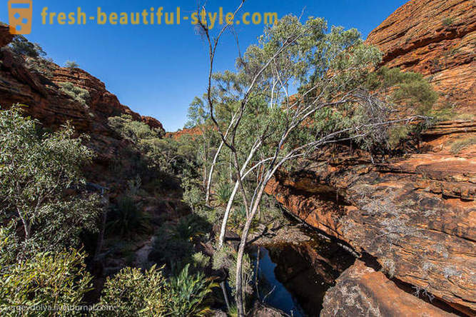 Paseo por el Kings Canyon en Australia