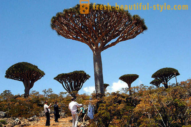 Viajar a la isla de Socotra