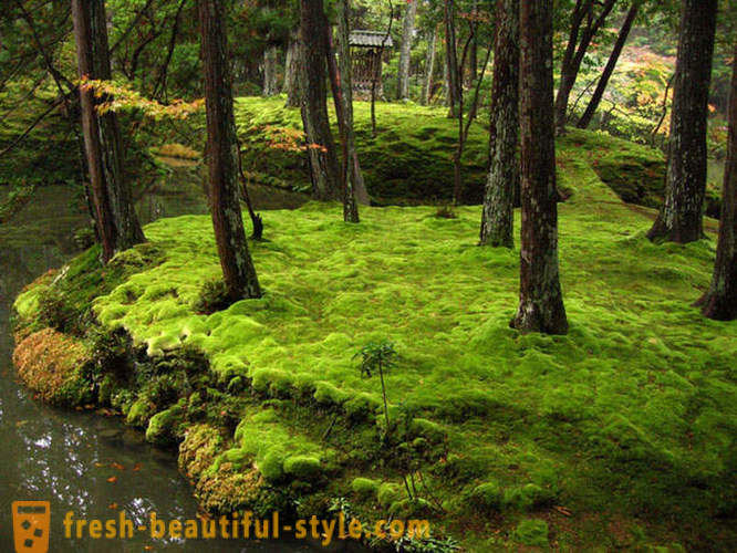 Jardín de musgo en Japón