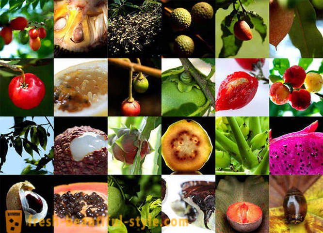 Guía de frutas exóticas